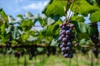 Climate-change-A-global-map-of-future-wine-growing-regions