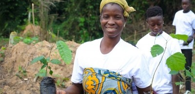 Cocoa farmers in Cote d'Ivoire plant new seedlings to promote agroforestry. Pic: Nestlé 
