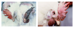 APHIS_chickens_with_Avian-flu-symptoms