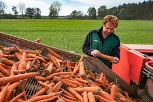 harvesting carrots7