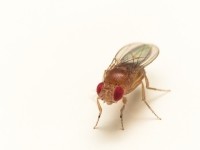 Drosophila fruit fly, Copyright StevenEllingson