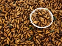 edible insects bugs iStock.com sibadanpics