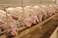 pig farm pork Droits d'auteur songqiuju