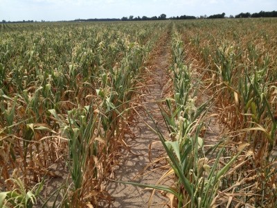 Corn is one of the feed crops that has been badly hit