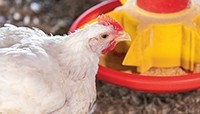 How the Brazilian poultry industry is adapting to changing European demands 