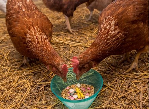 antibiotics chicken, cropped, copyright jetstream4