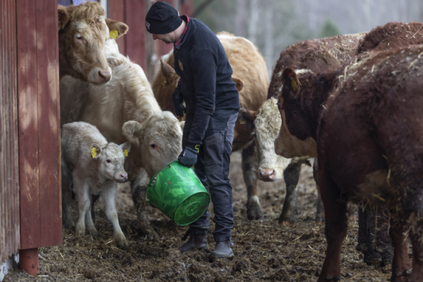 Cattle were fed Seafeed on the pilot farm in Gotland Pic Volta Greentech