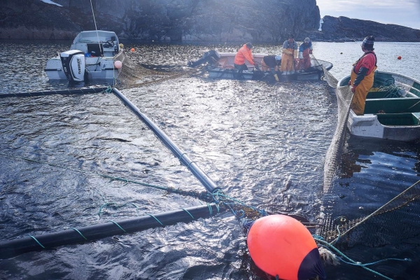 Fishermen emptying Royal Greenland's net cages