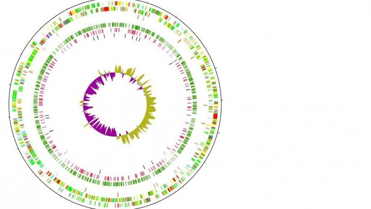 Genome map of Campylobacter Jejuni. Picture: Institute of Food Research