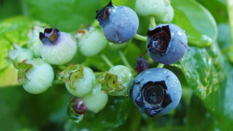 Blueberry suppliers may benefit from testing volatile taste compounds