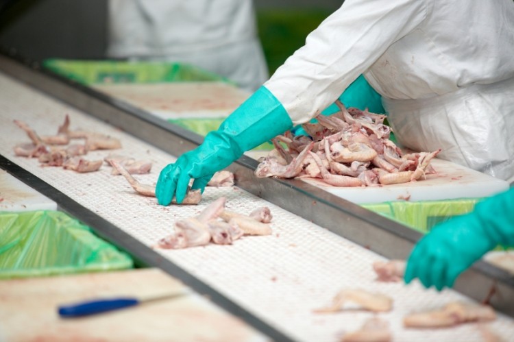 There have been 34 RASFF notifications for German poultry meat and products since 2011 