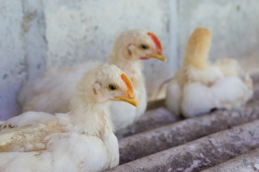 The H5N8 bird flu strain has torn through eight European countries, including Germany
