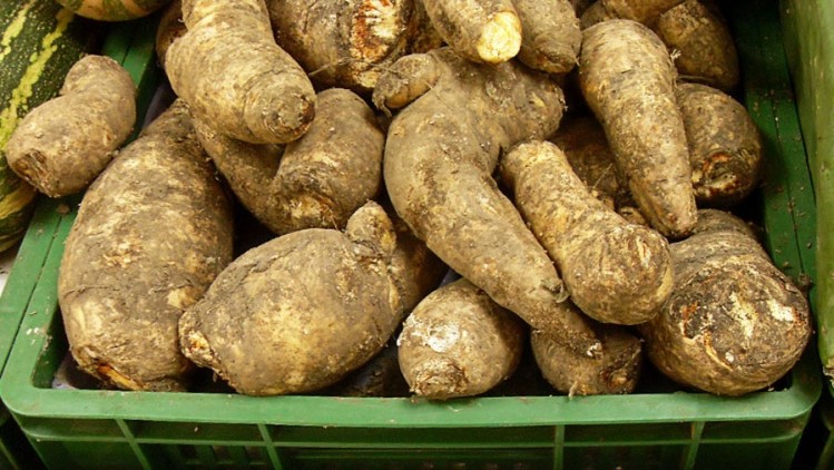 The FAO says consumption of arracacha may predate that of the potato in parts of South America