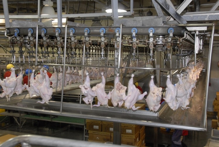 Both achievement and challenge: FSIS finalized a new inspection system for poultry slaughter plants.
