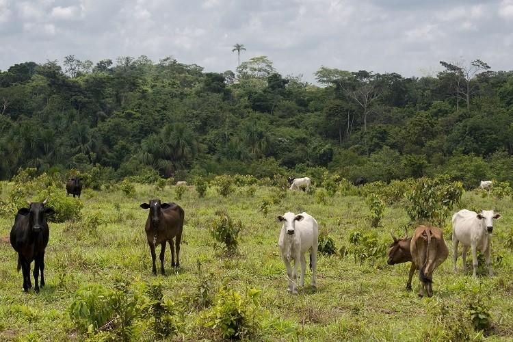 cattle deforestation edsongrandisoli