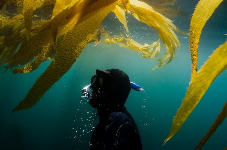 Kelp seaweed - GettyImages-VAWiley