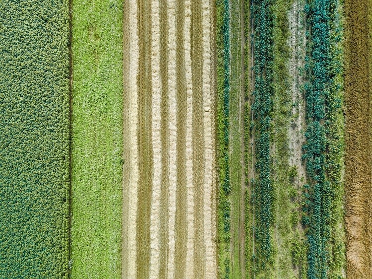 A new research project, funded by Horizon Europe, is looking to prove its benefits on home soil and encourage uptake for sustainable crop production across the bloc. GettyImages/yuelan