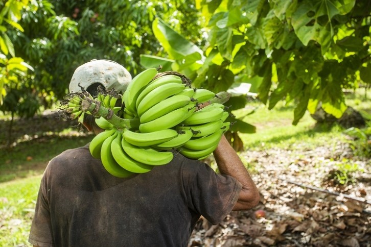 Sainsbury's has announced that it plans to cover the living wages of banana workers through its pricing. Image Source: Getty Images/Luis Echeverri Urrea