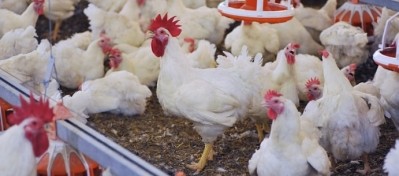 Poultry producer MHP has increased poultry production by 6%