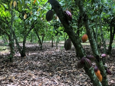 The cooperatives streamline the buying and selling process of cocoa beans. Image: author's own.