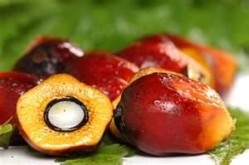 Sustainable palm oil production can be a boon for smallholders