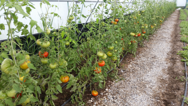 SalFar saline tomatoes