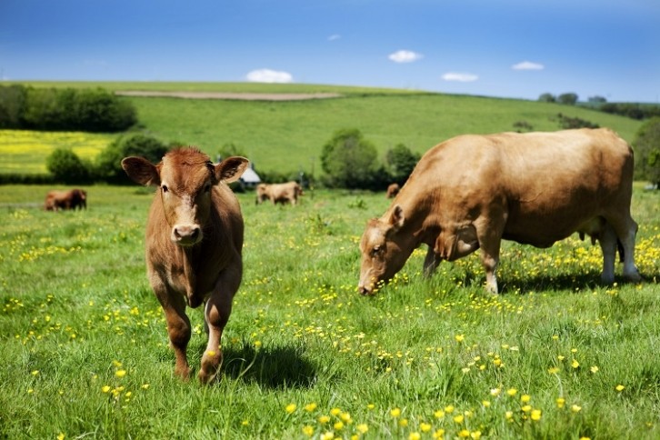 Cows grazing sunshine - GettyImages-LockieCurrie