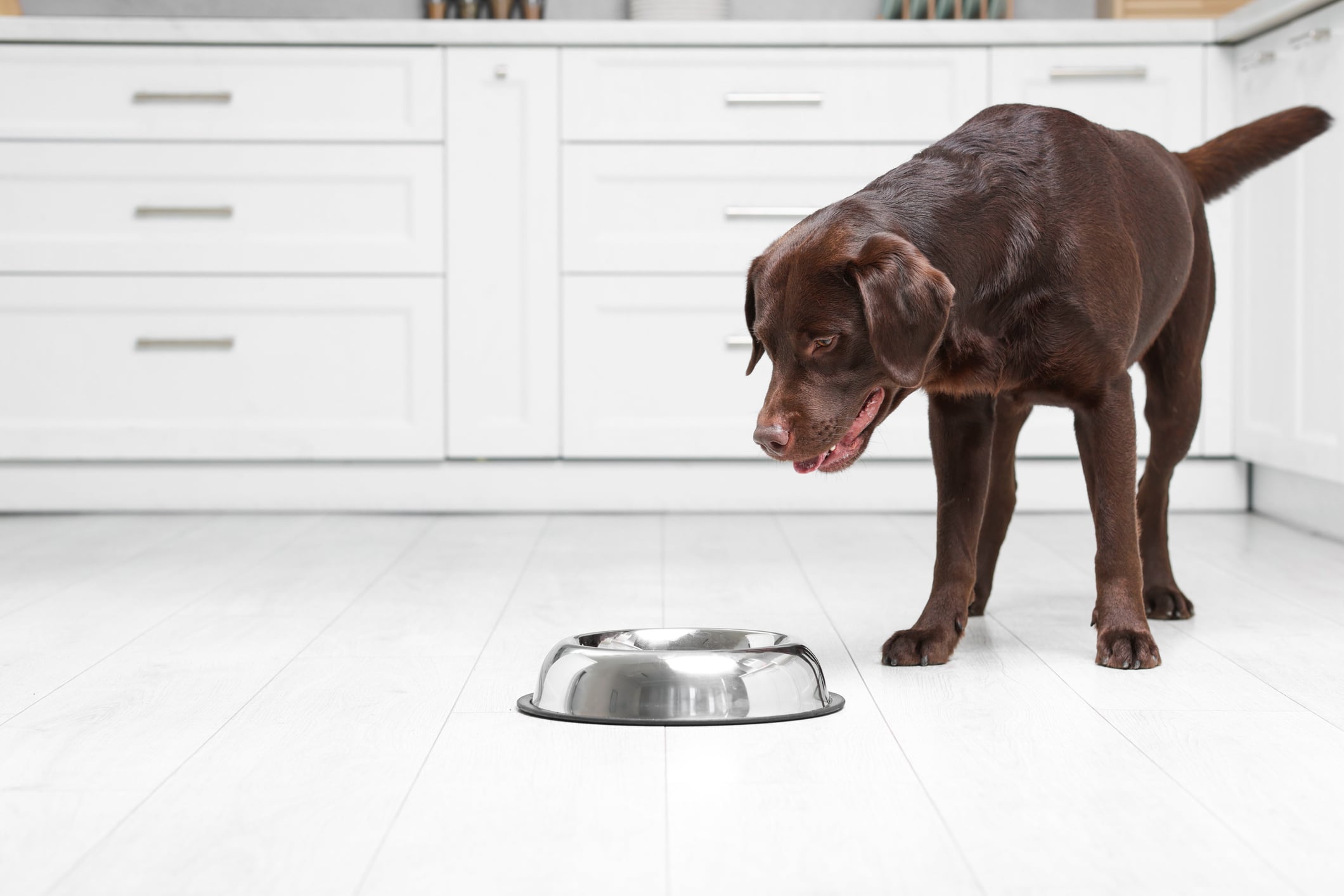Cute dog waiting for pet food near empty bowl on floor indoors, space for text