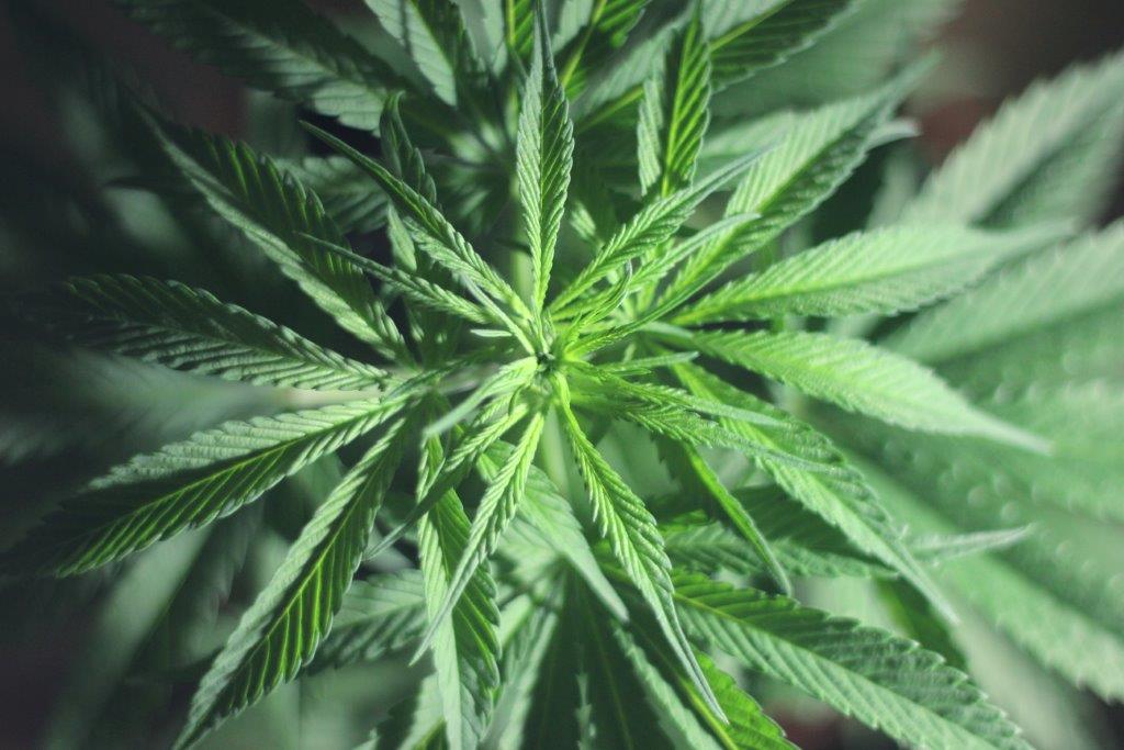 CBD-food-and-drink-in-the-EU-The-newest-hot-commodity-or-a-regulatory-headache.jpg