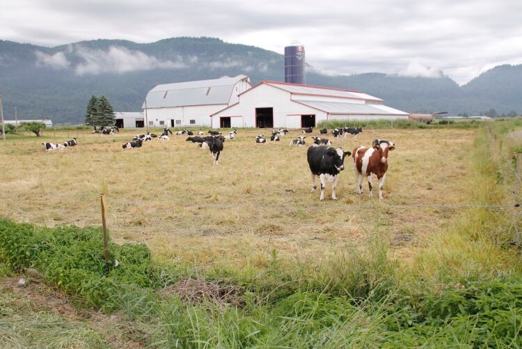 Investor group FAIRR says IPCC report is ‘Apollo 13’ moment for dairy