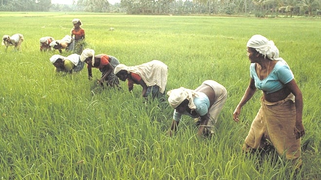 Rice.jpg