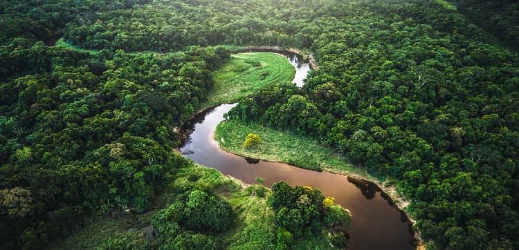 ‘Despite progress, deforestation is continuing at alarming rates’: Europe’s business leaders call on EU to set standards for internal market