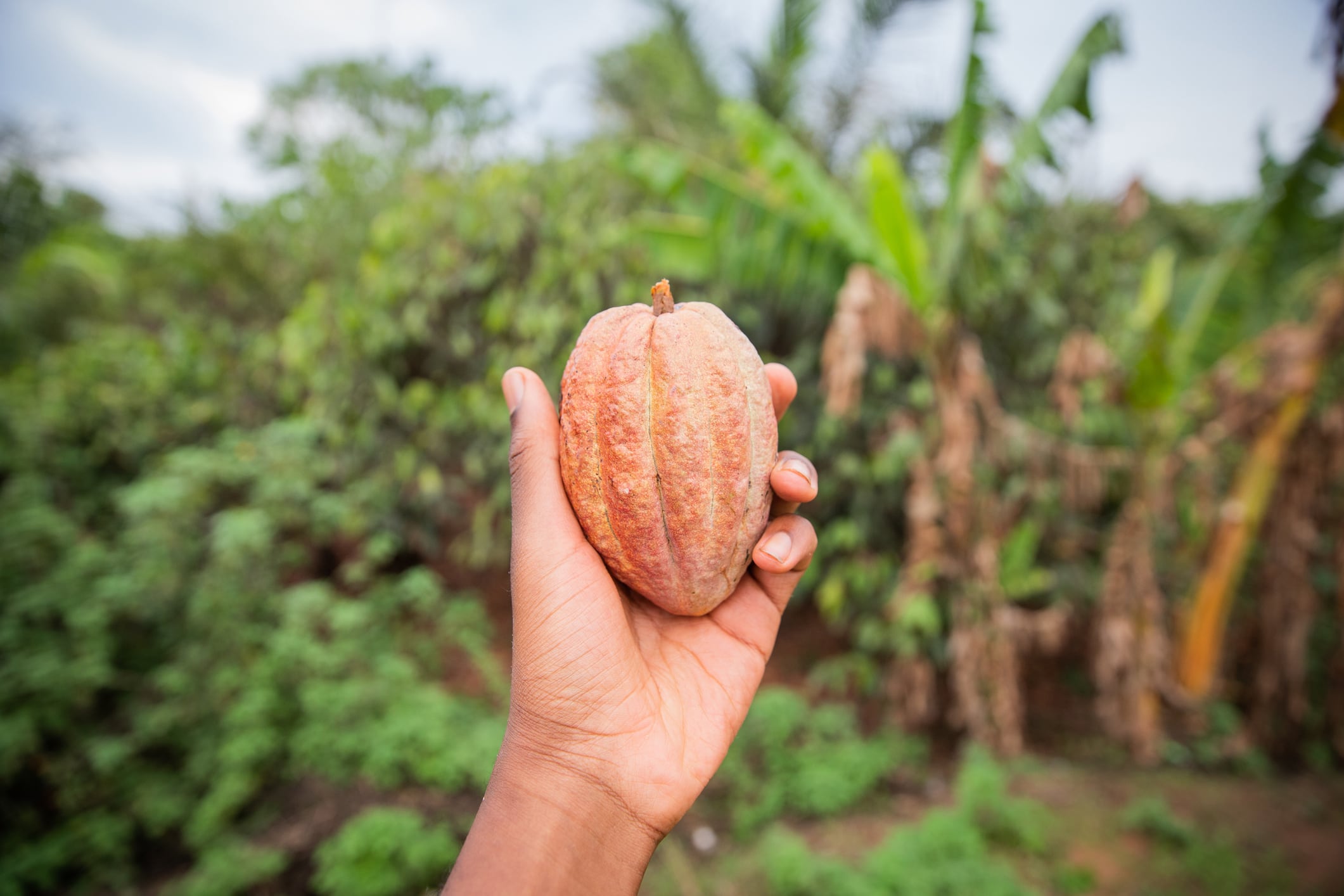 Where will the cocoa supply of the future come from?