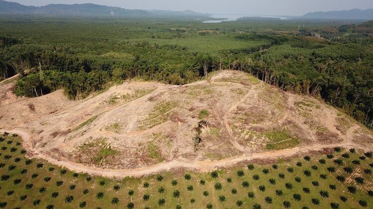 Technology against deforestation: Cleaning up supply chains with satellites, maps, and data