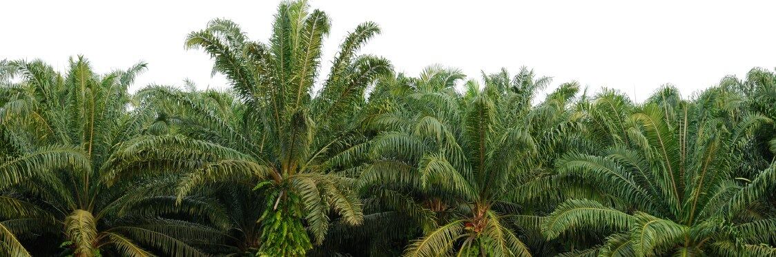Malaysian Minister Datuk Seri Mah Siew Keong: Celebrating 100 Years of Malaysian Palm Oil