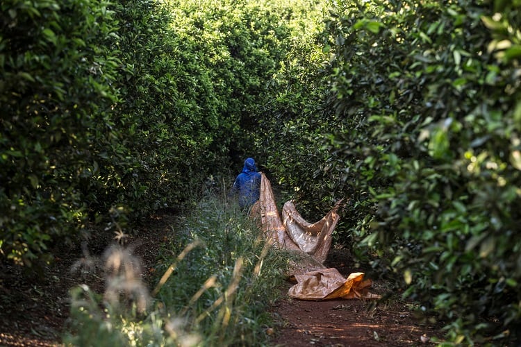 orange-grove-harvest-SRBR.jpg