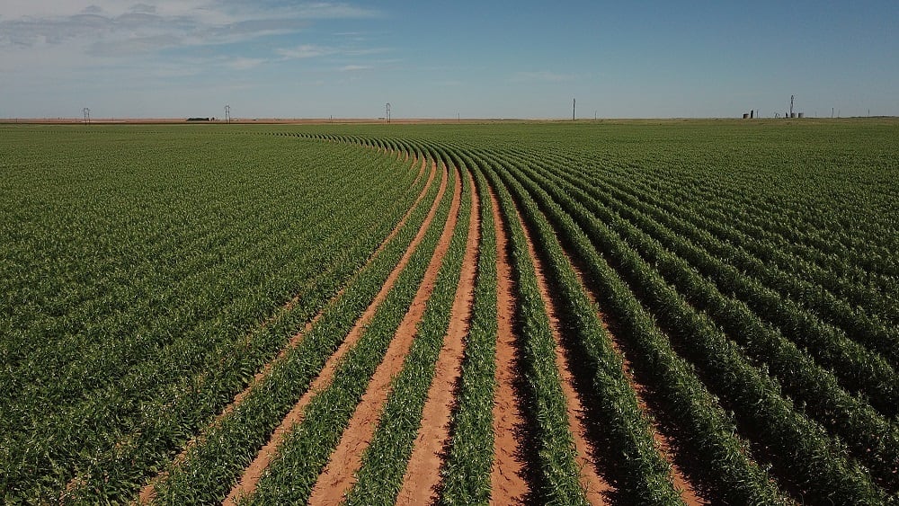 Equinom-enters-US-market-with-non-GMO-seed-breeding-technology.jpg