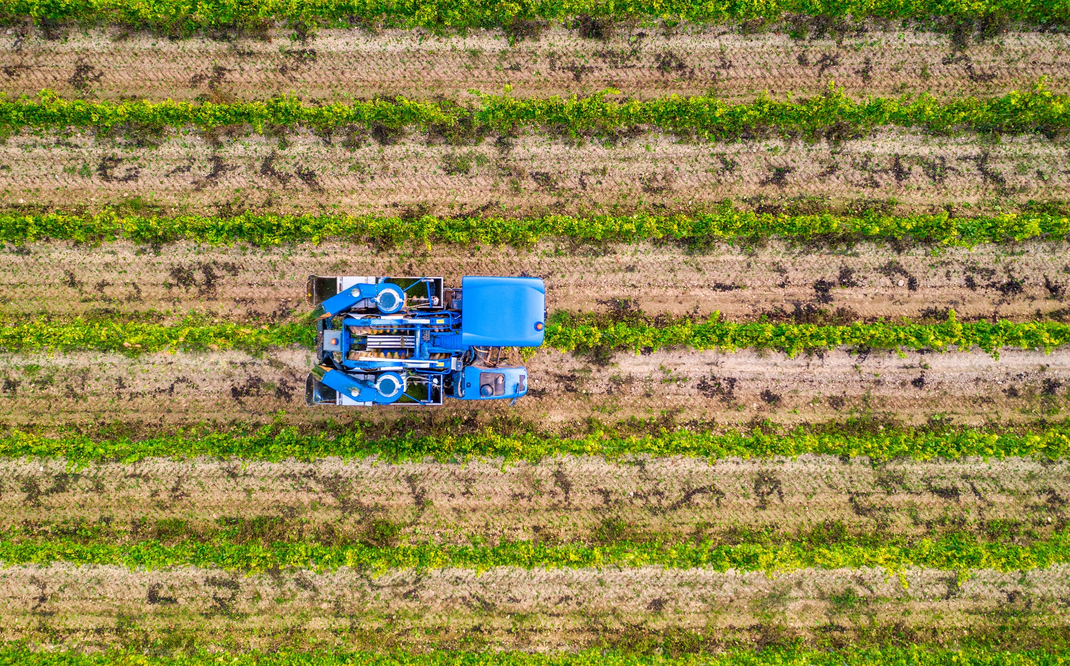 Growers and agtech startups to co-develop, test, and scale advanced automation and robotics solutions for specialty crops in real-world farming environments.