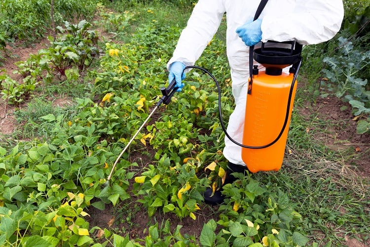‘Much higher’ herbicide residues found in glyphosate-resistant soybeans: ‘Glyphosate should not be in the food chain’