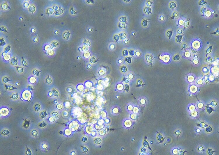 A_culture_of_isolated_scallop_cells_-2-_-2-1-mermade.jpg