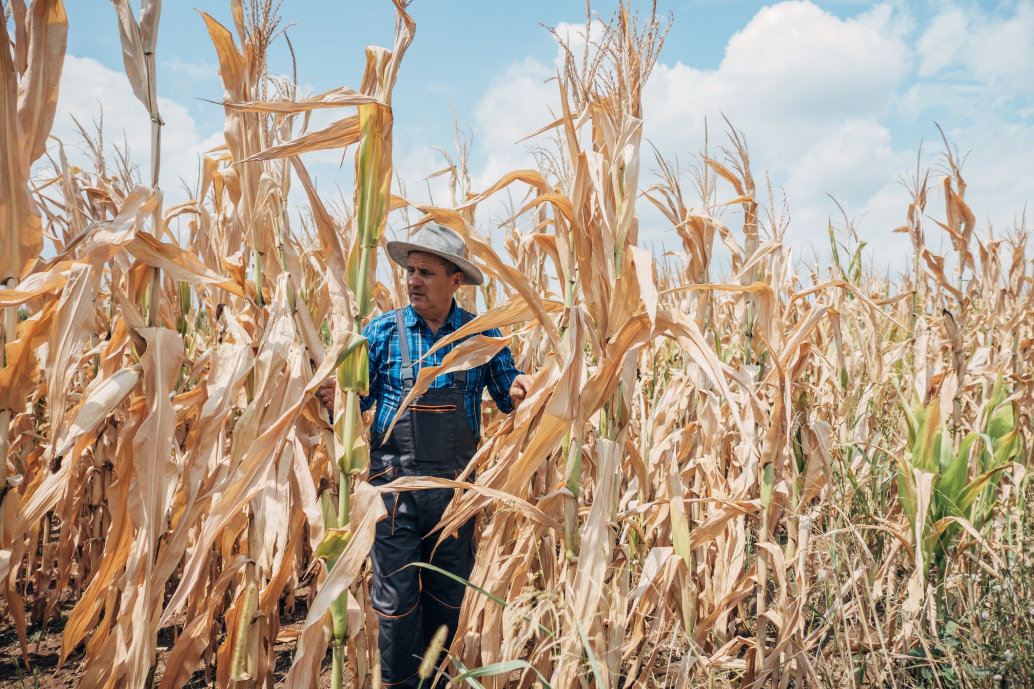 Drought, agronomist in the corn field