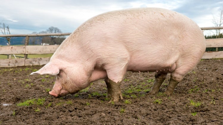 ASF could cost US pork industry $8bn