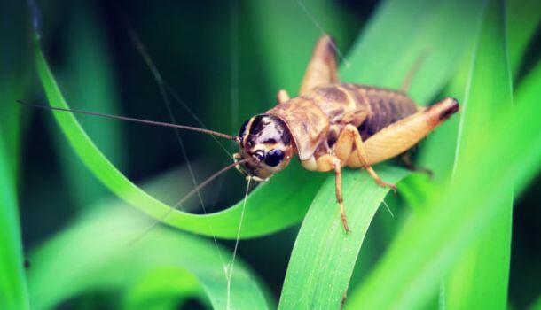 cricket-on-leaf.jpg