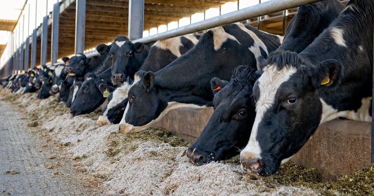 Dairy-cows-GettyImages-dageldog.jpg