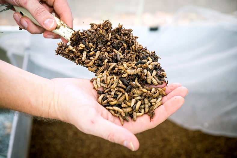 Nutrition Technologies approved to sell insect meal to EU and UK markets 