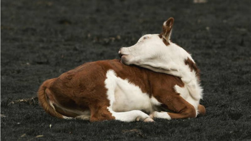 Dairy-in-strong-position-Australian-firms-largely-unaffected-by-bushfires-but-farmers-distraught.jpg
