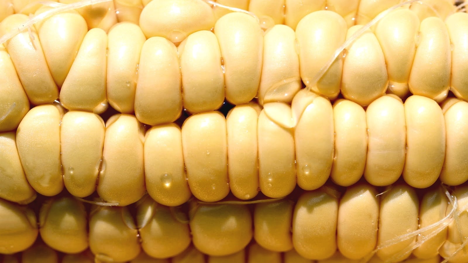 Corn.jpg