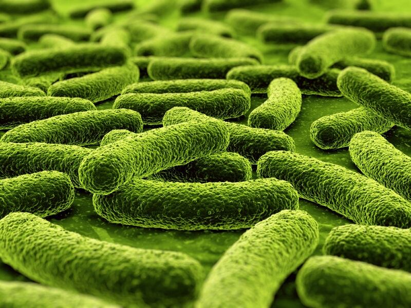 Probiotic-bacteria.jpg