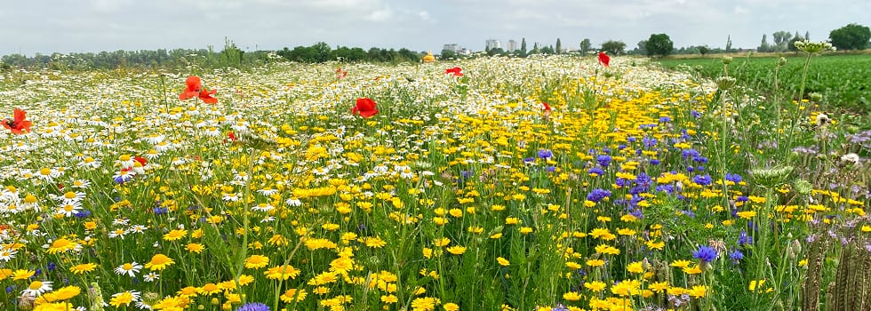 Fostering biodiversity together