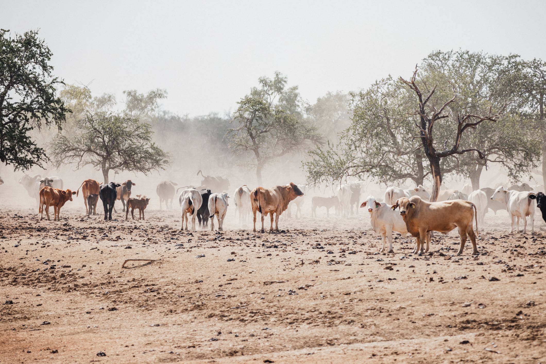 Cows in dry landscape